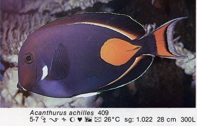 Acanthurus achilles